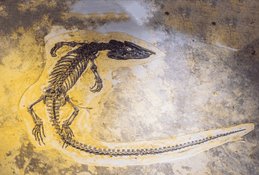 Pregnant Ichthyosaur Fossil Discovery