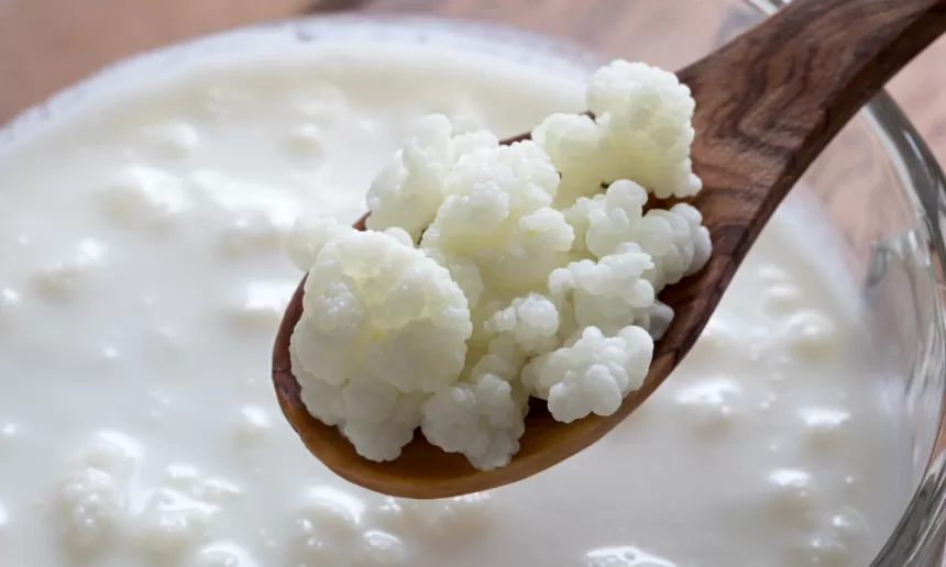 A glass of creamy white kefir on a wooden table, with whole berries, grains, and a heap of kefir grains next to it, illustrating the benefits of the kefir to the health.